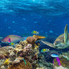 Panoramic photo wallpaper underwater world M0039