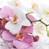 Panoramic photo wallpaper orchids, flowers M0043