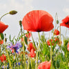 Round photo wallpaper flower meadow M0043