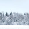 Panoramic photo wallpaper winter forest M0090