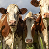 Panorama-Fototapete Kühe auf der Weide M0131