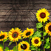 Küchenrückwand Sonnenblumen, Holz M1436