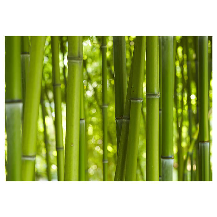 Fototapete Bambuswald, grüner Bambus M0003 - Bild 2