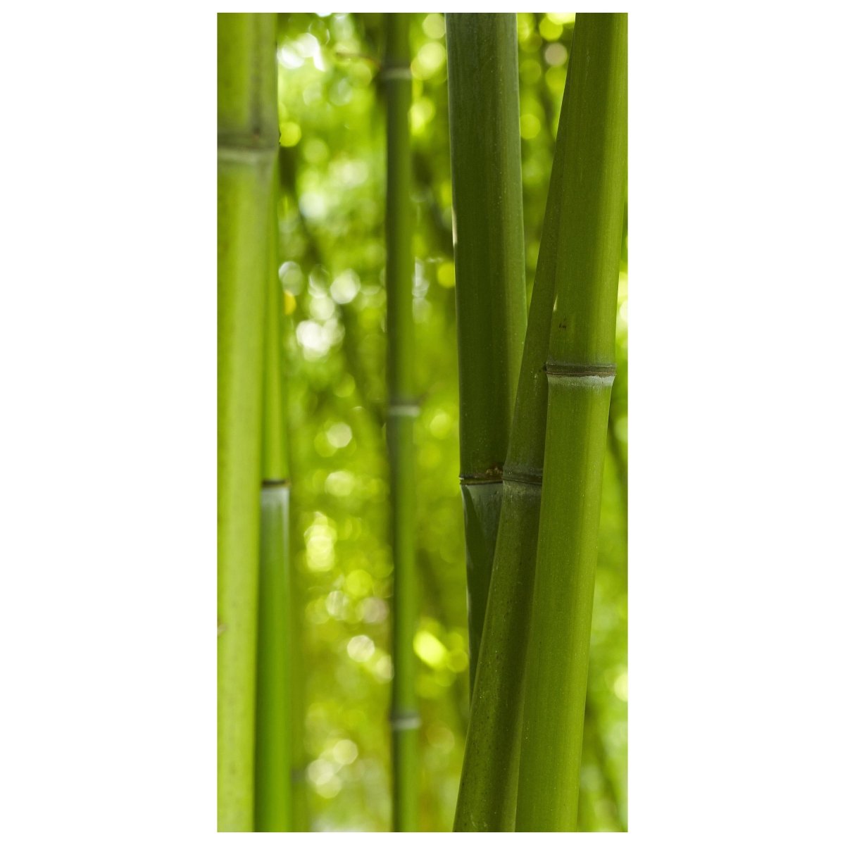 Türtapete Bambus M0003 - Bild 2