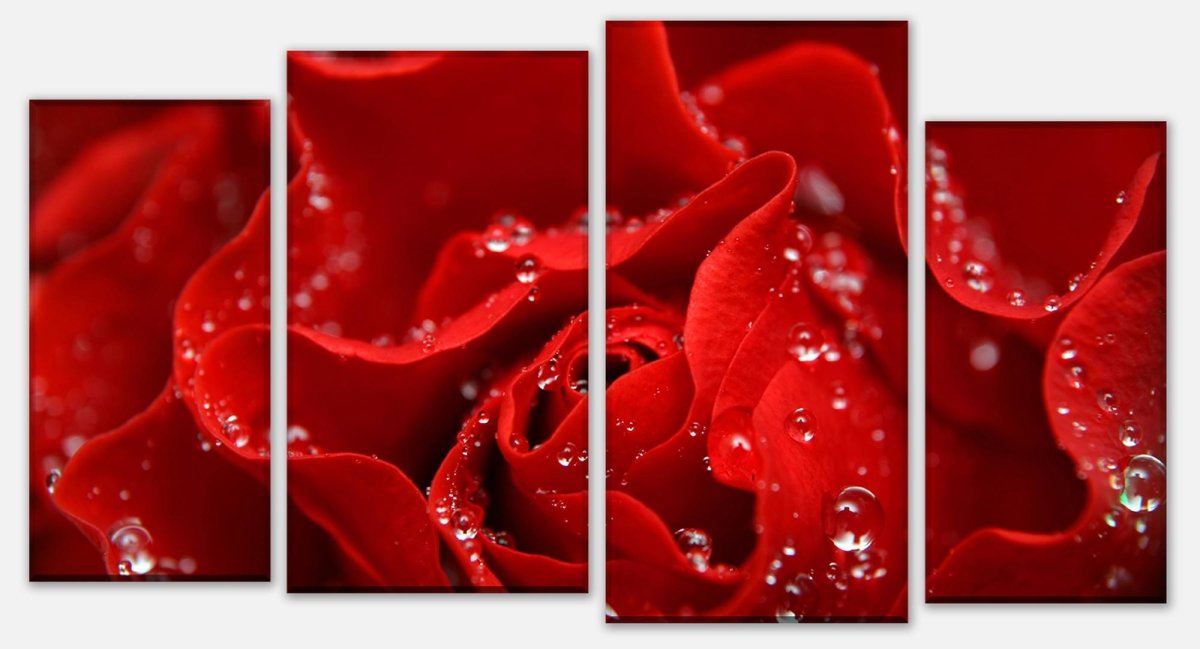 Leinwandbild Mehrteiler Rosenblüte M0038