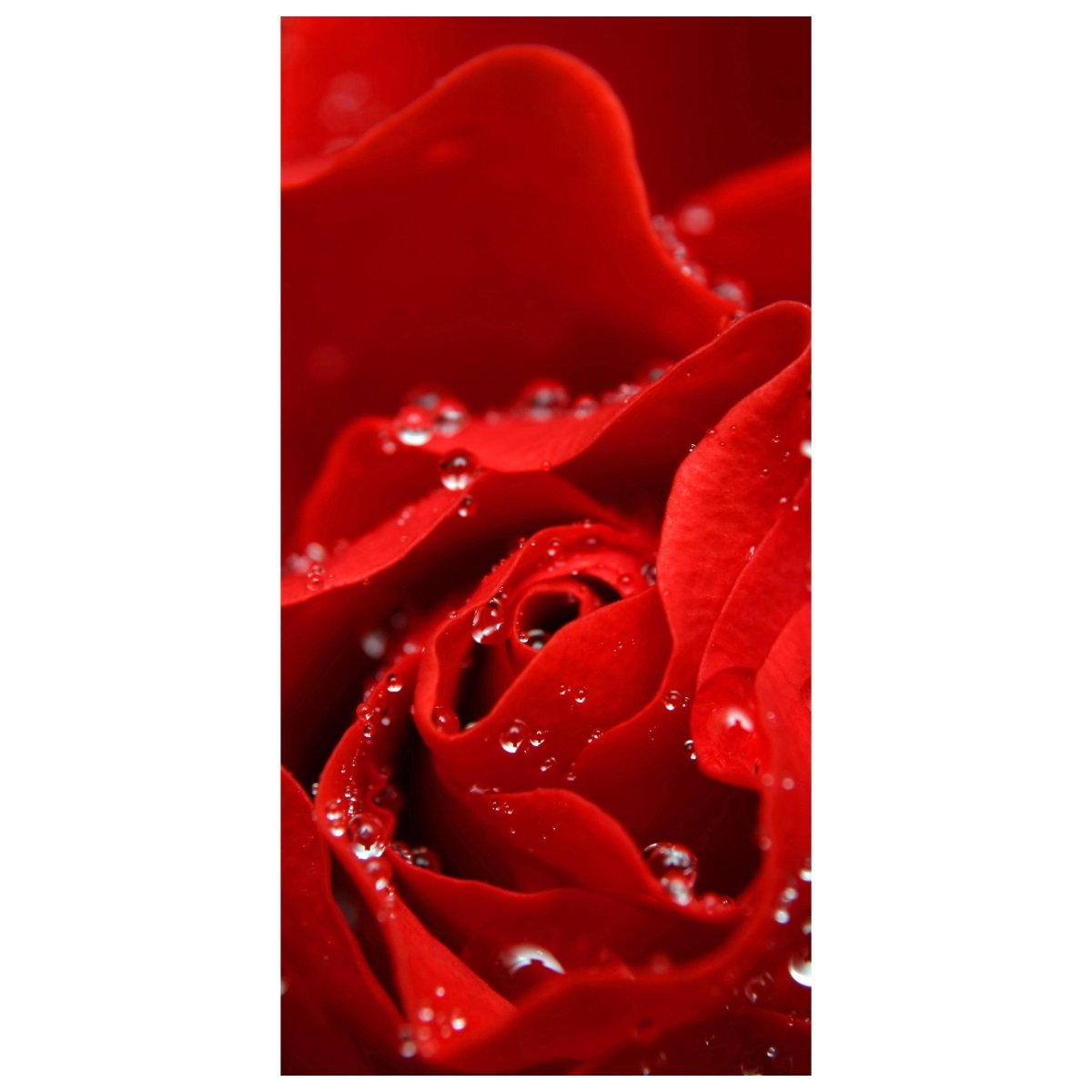 Türtapete Rosenblüte M0038 - Bild 2