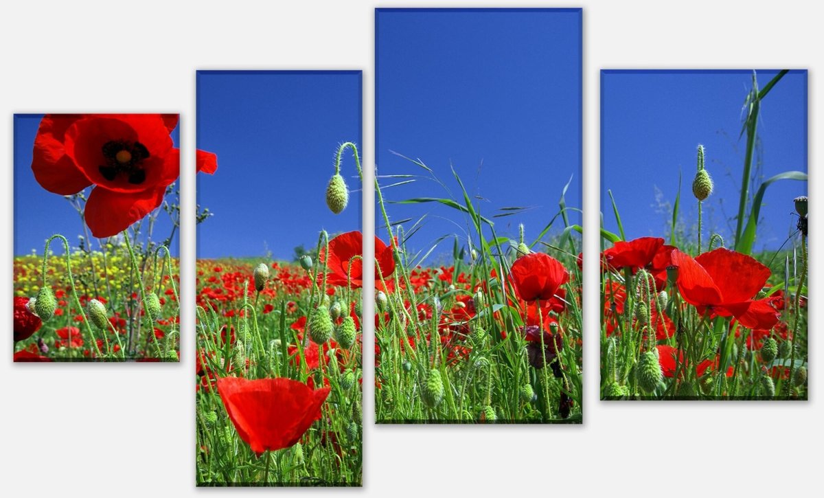 Canvas print Divider Poppies Field M0046