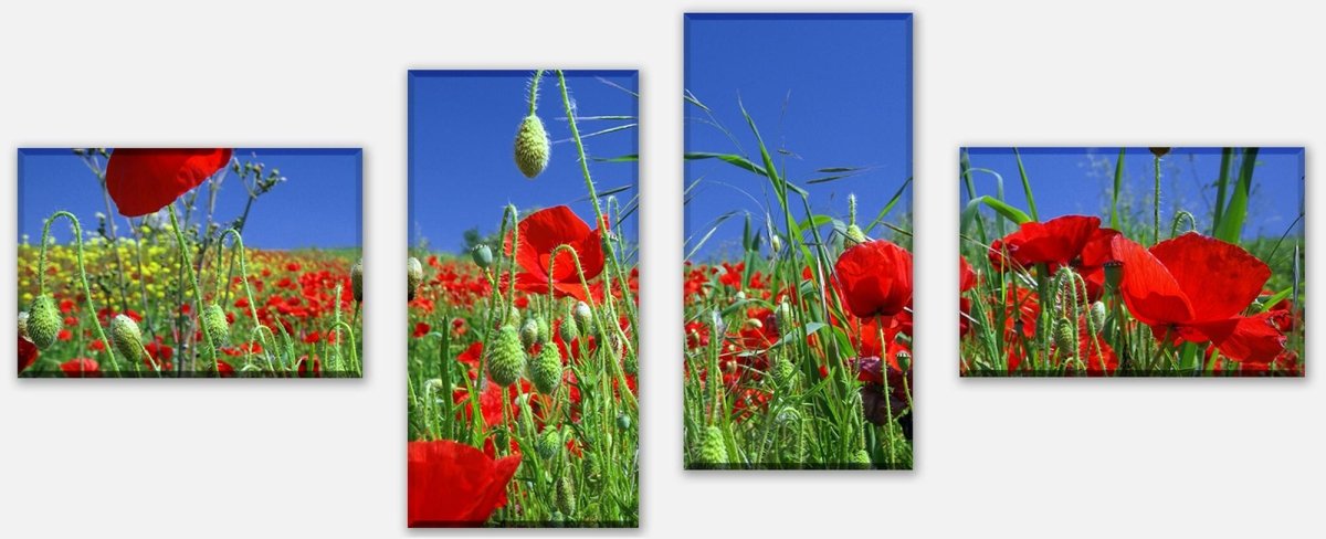 Canvas print Divider Poppies Field M0046