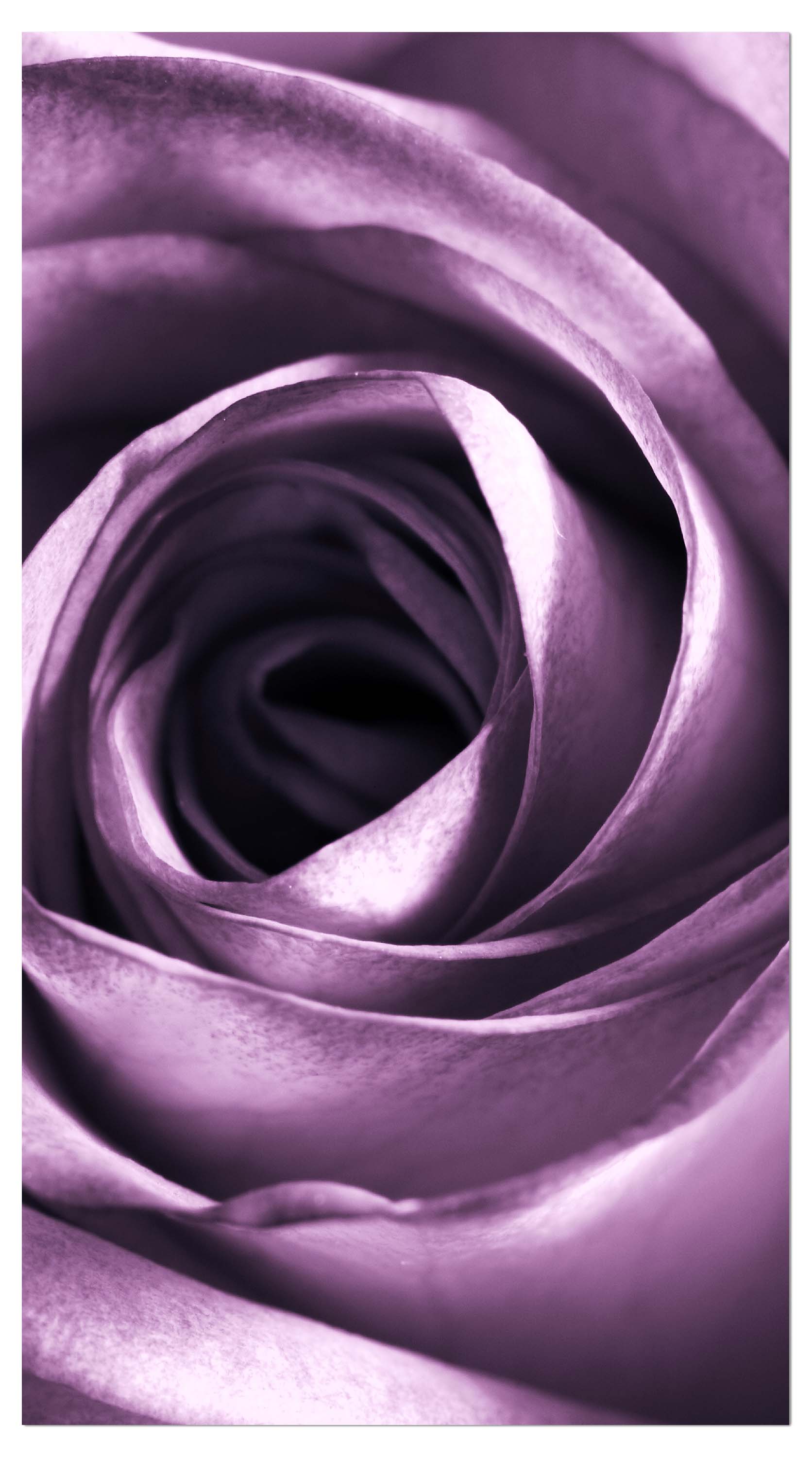 Garderobe violette Rose M0051 entdecken - Bild 4