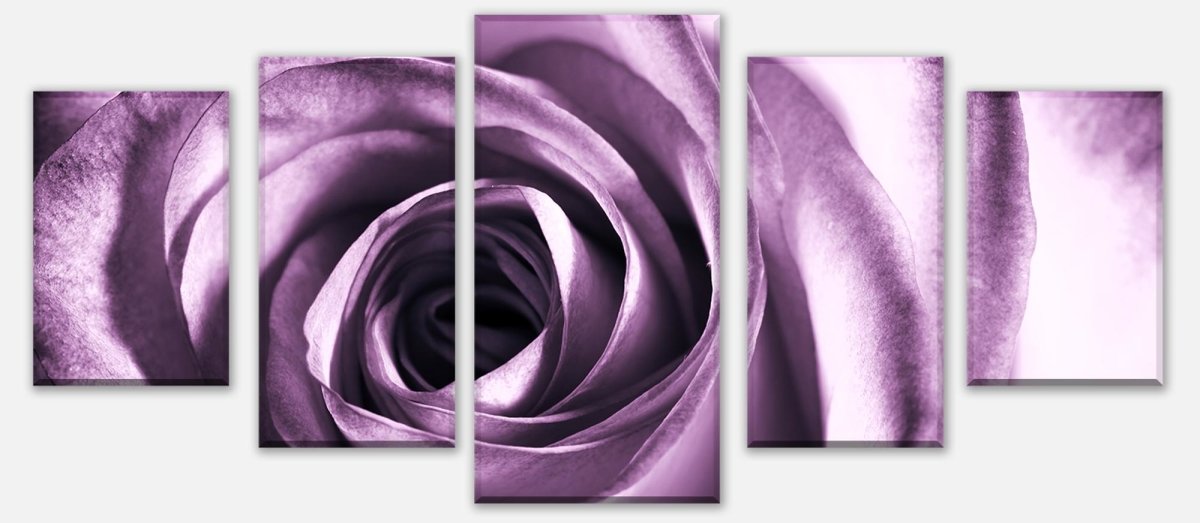 Leinwandbild Mehrteiler violette Rose M0051 entdecken - Bild 1