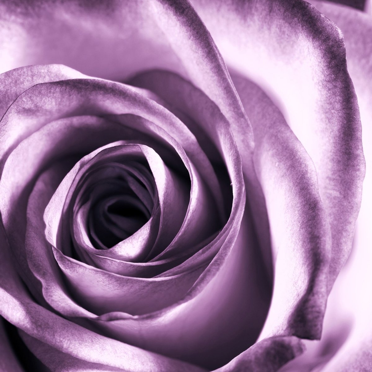 Beistelltisch violette Rose M0051 entdecken - Bild 2