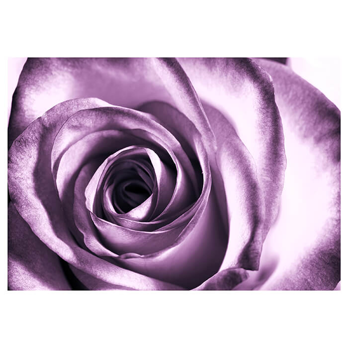 Fototapete Rose-violett M0051 - Bild 2