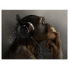 Wandbild Acrylglas Tiere, Affe mit Kopfhörer, Headset, Musik, Tier, Affen M0056