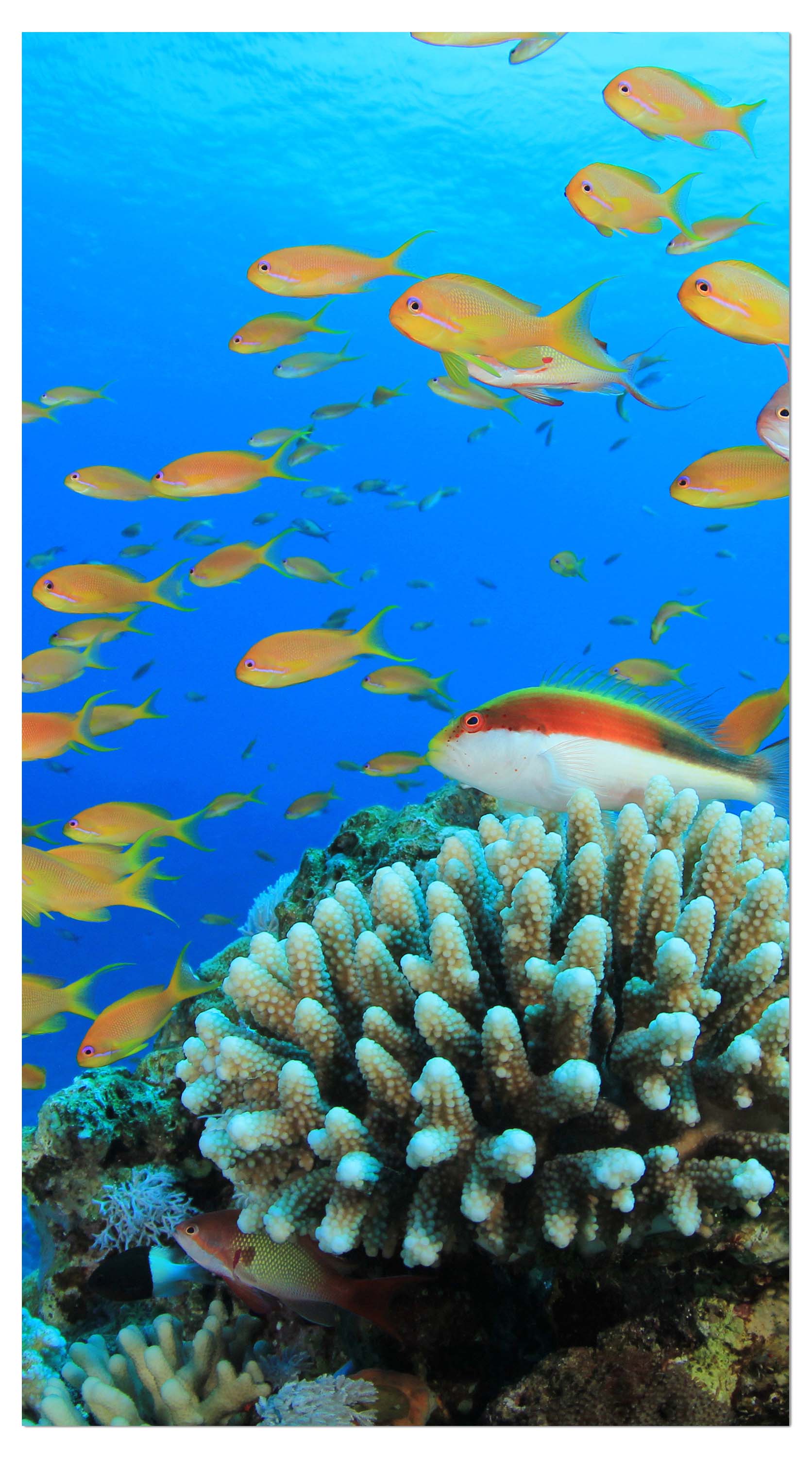 Garderobe Riffleben Unterwasser M0196 entdecken - Bild 4