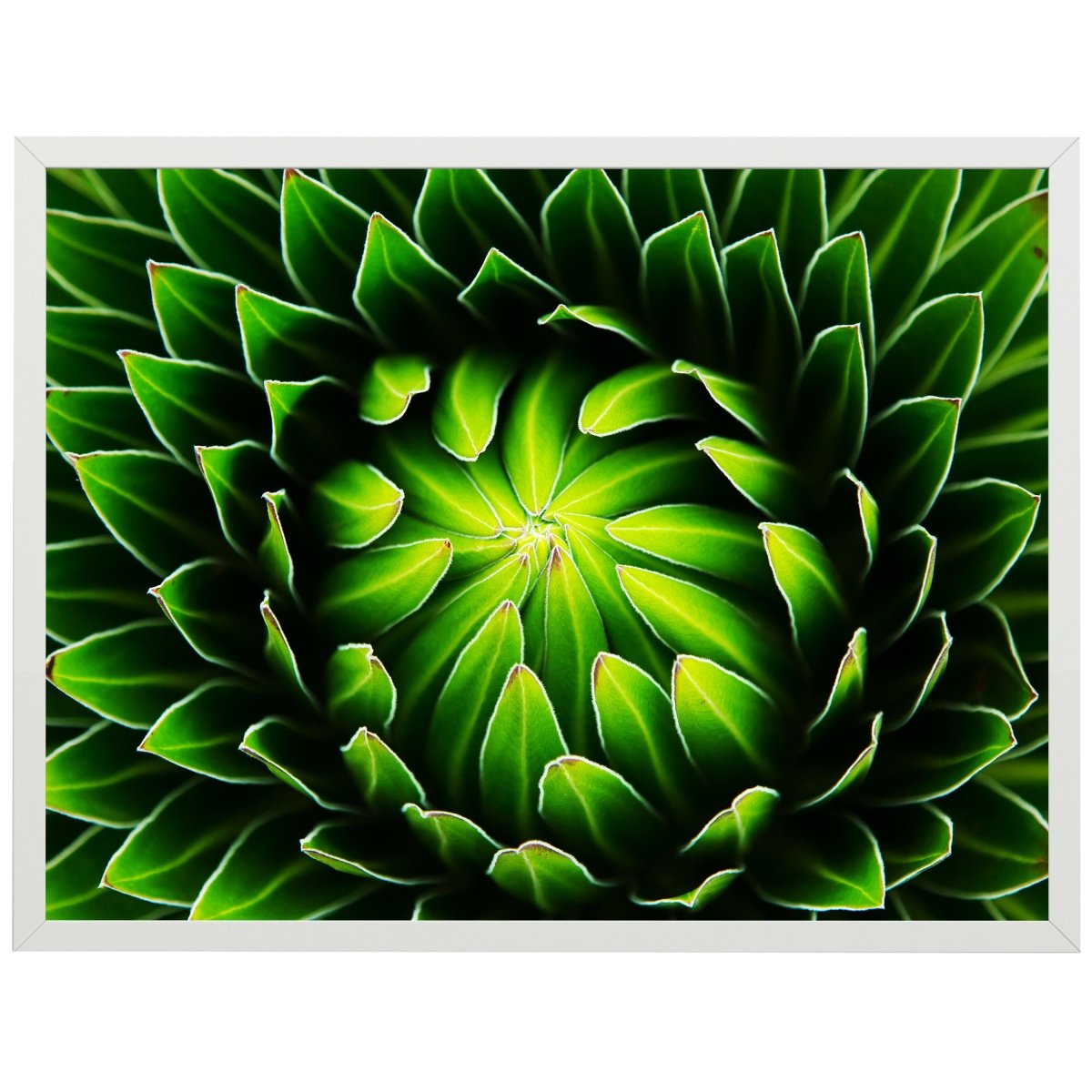 wandmotiv24 Poster, Poster - Pflanze, Kaktus, grün - M0217 - Bild 1