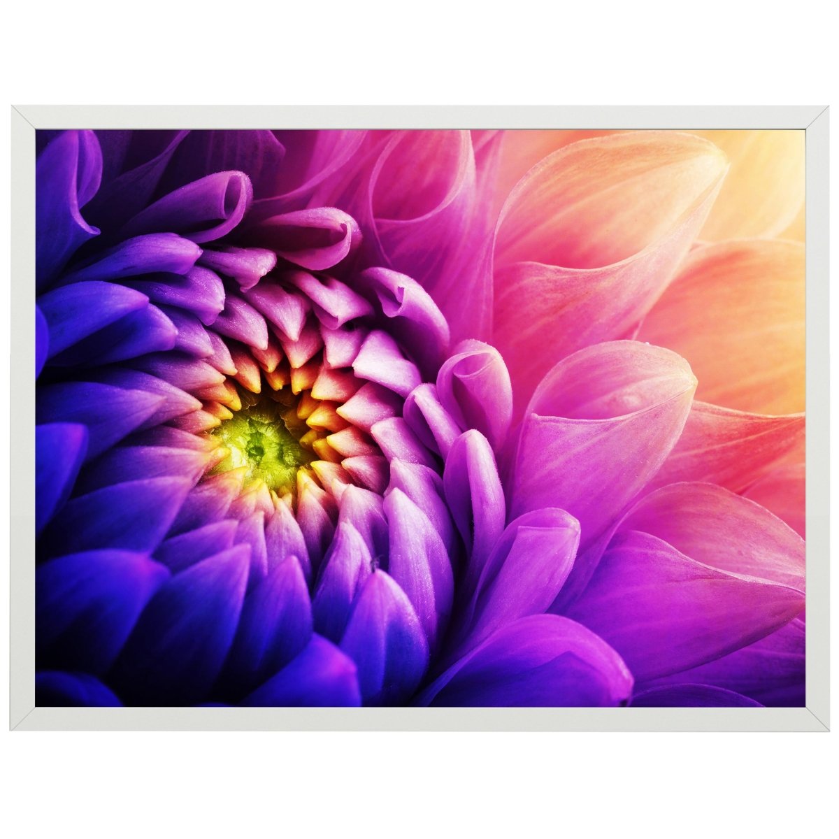 wandmotiv24 Poster, Poster - Pflanze, Blüte, violett - M0219 - Bild 1