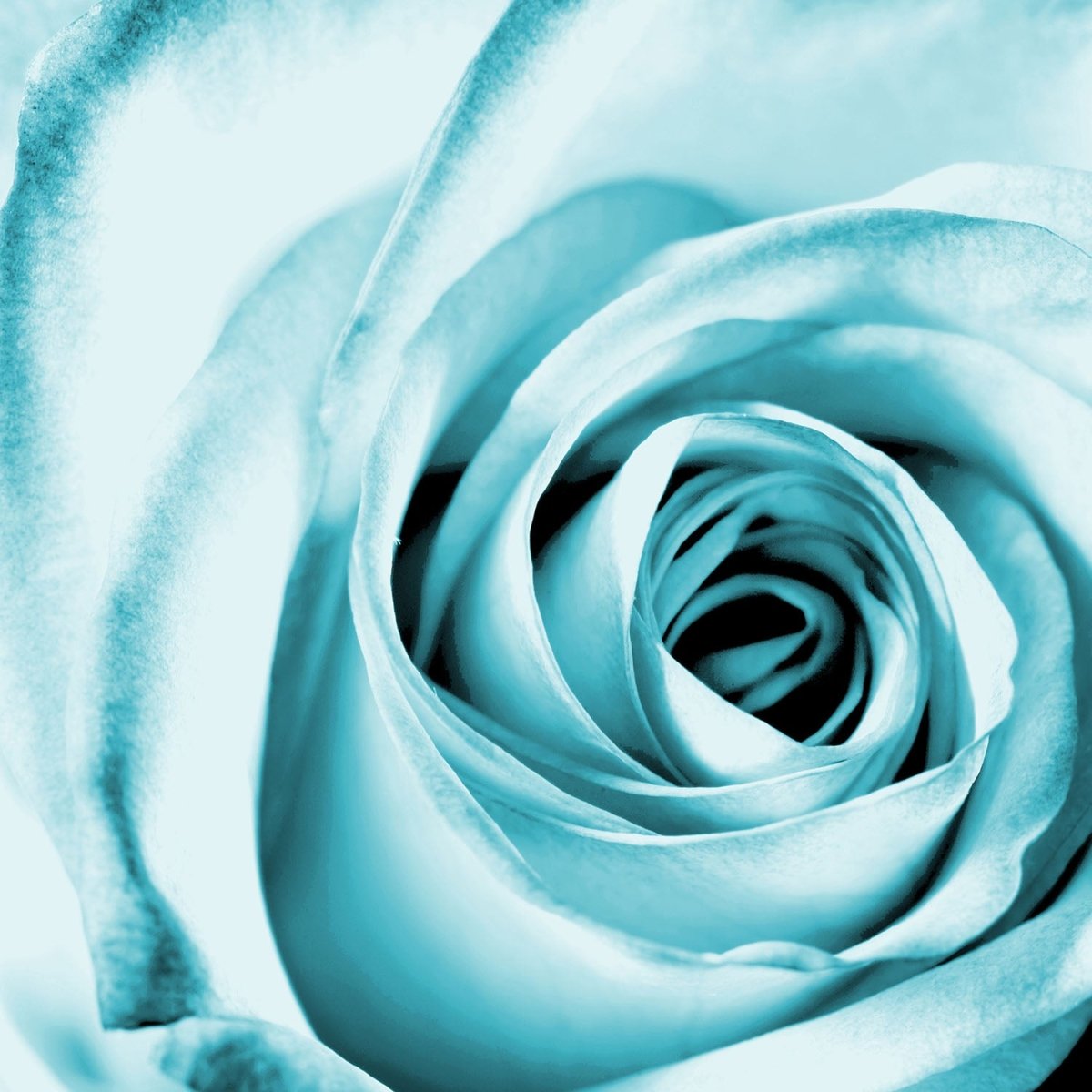 Beistelltisch Blaue Rose Blüte M0227 entdecken - Bild 2