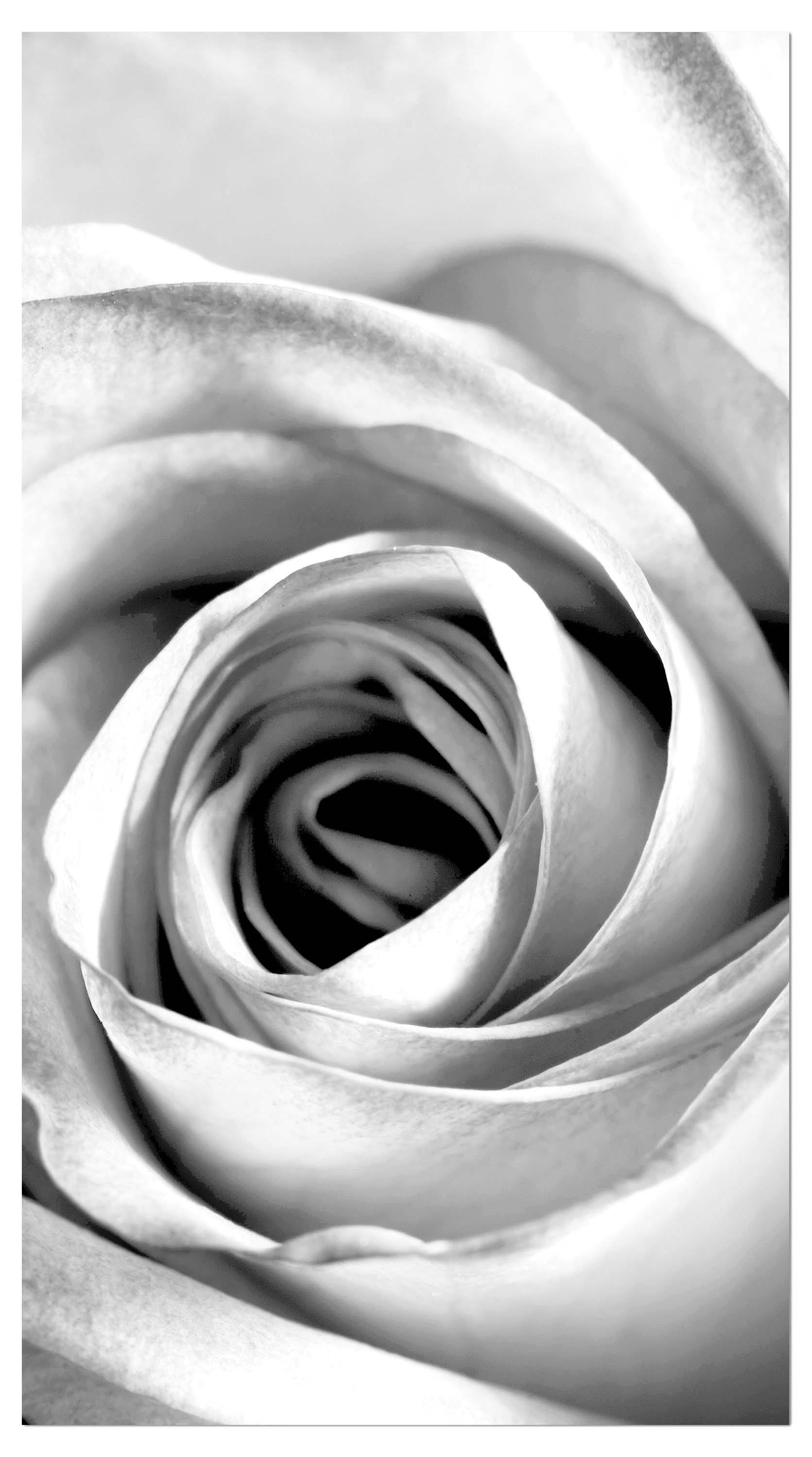 Garderobe weiße Rose Blüte M0233 entdecken - Bild 4