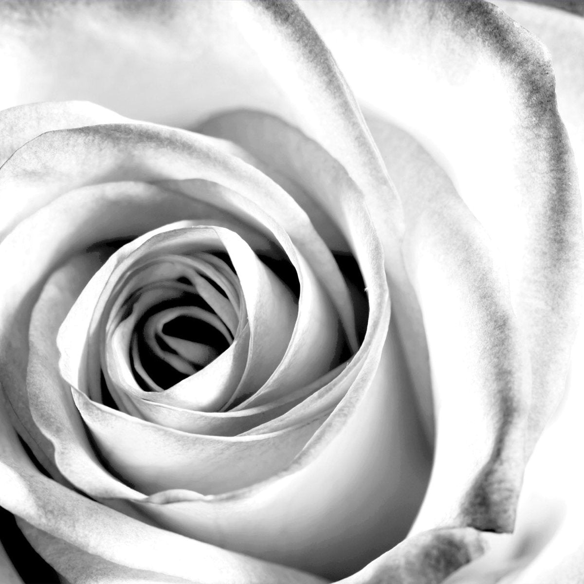 Beistelltisch weiße Rose Blüte M0233 entdecken - Bild 2