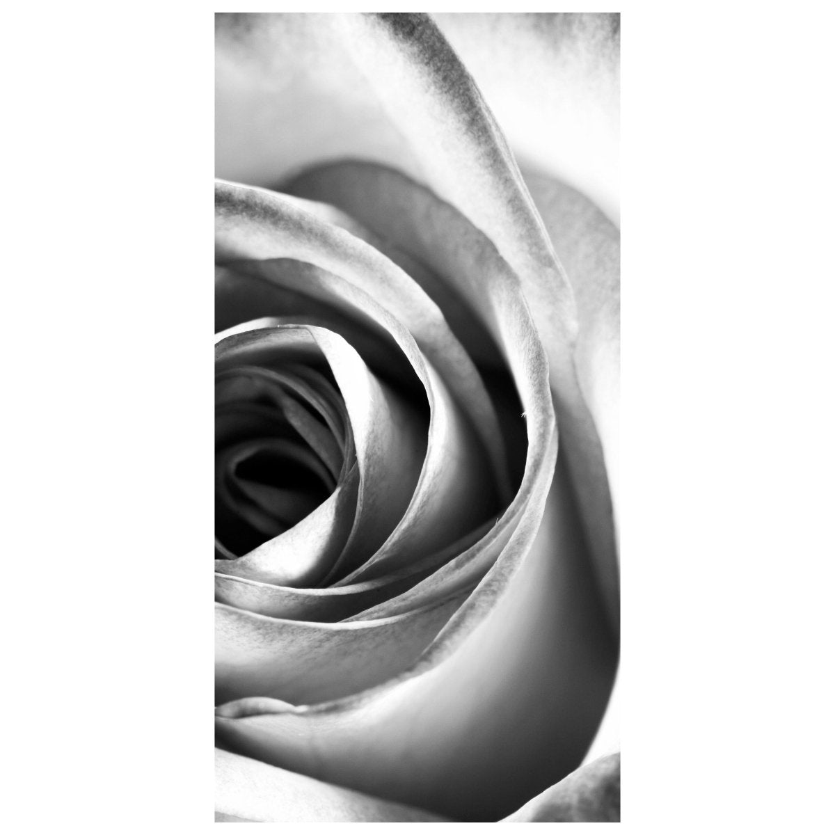 Türtapete weiße Rose Blüte M0233 - Bild 2