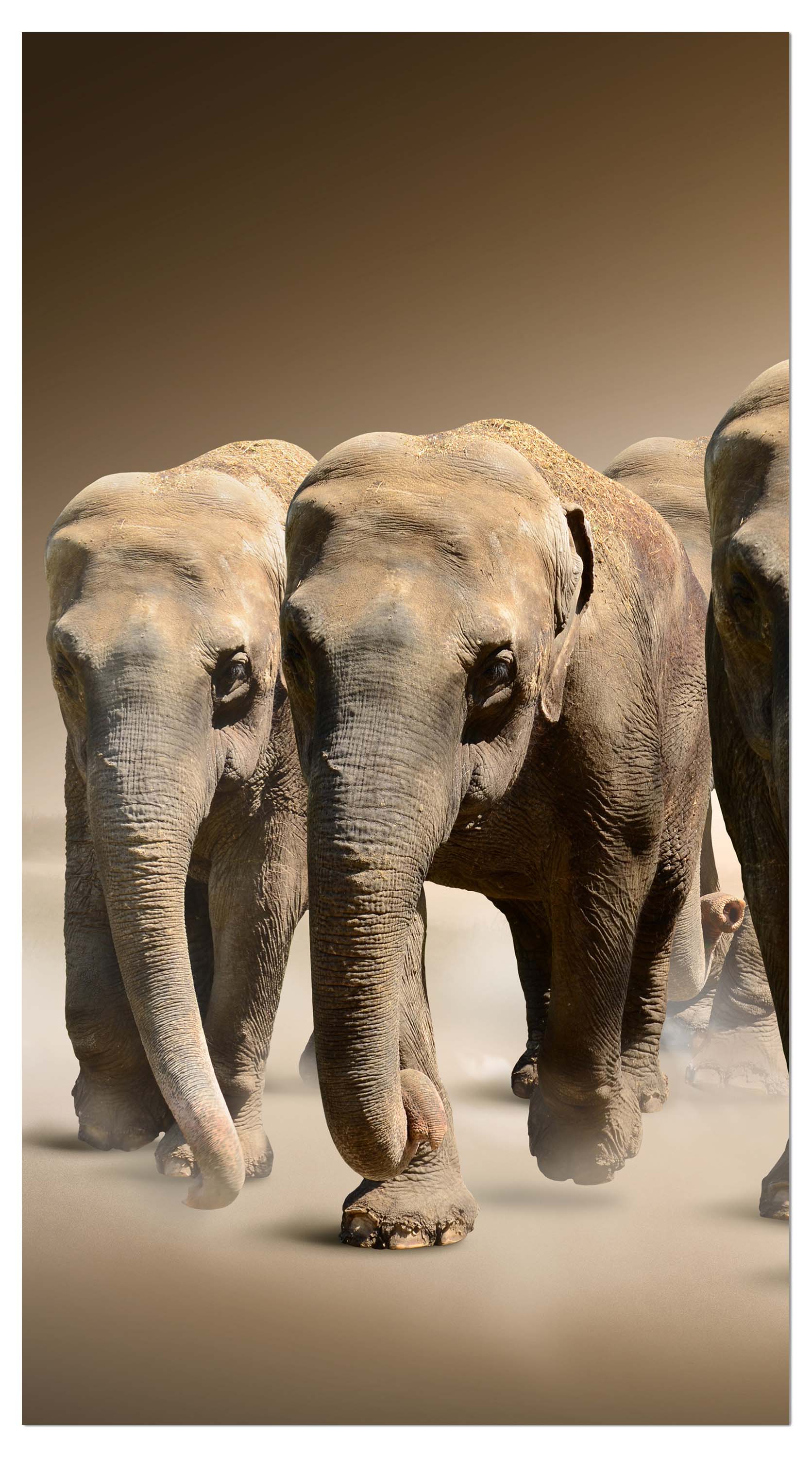 Garderobe Elefantengruppe Afrika M0245 entdecken - Bild 4