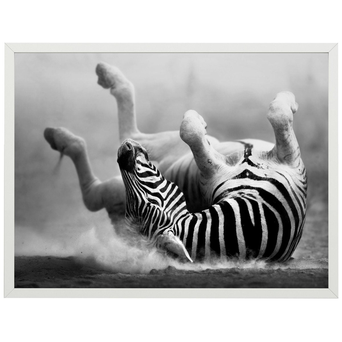 wandmotiv24 Poster, Poster - Zebra, Tier, Afrika - M0270 - Bild 1