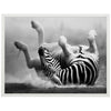 Poster Zebra, Tier, Afrika M0270