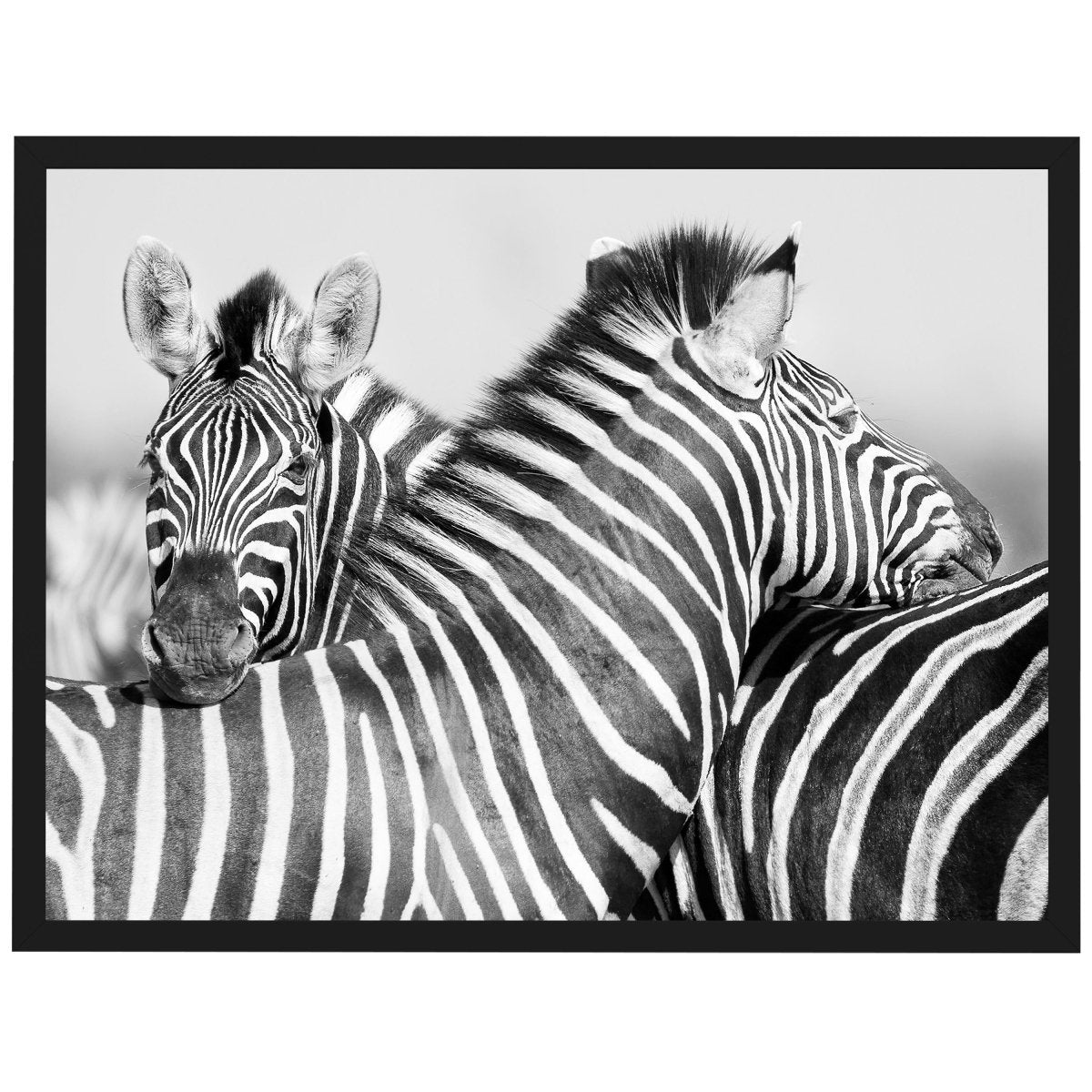 wandmotiv24 Poster, Poster - Zebra, Tier, schwarz - M0274 - Bild 1