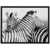 Poster Zebra, Tier, schwarz M0274