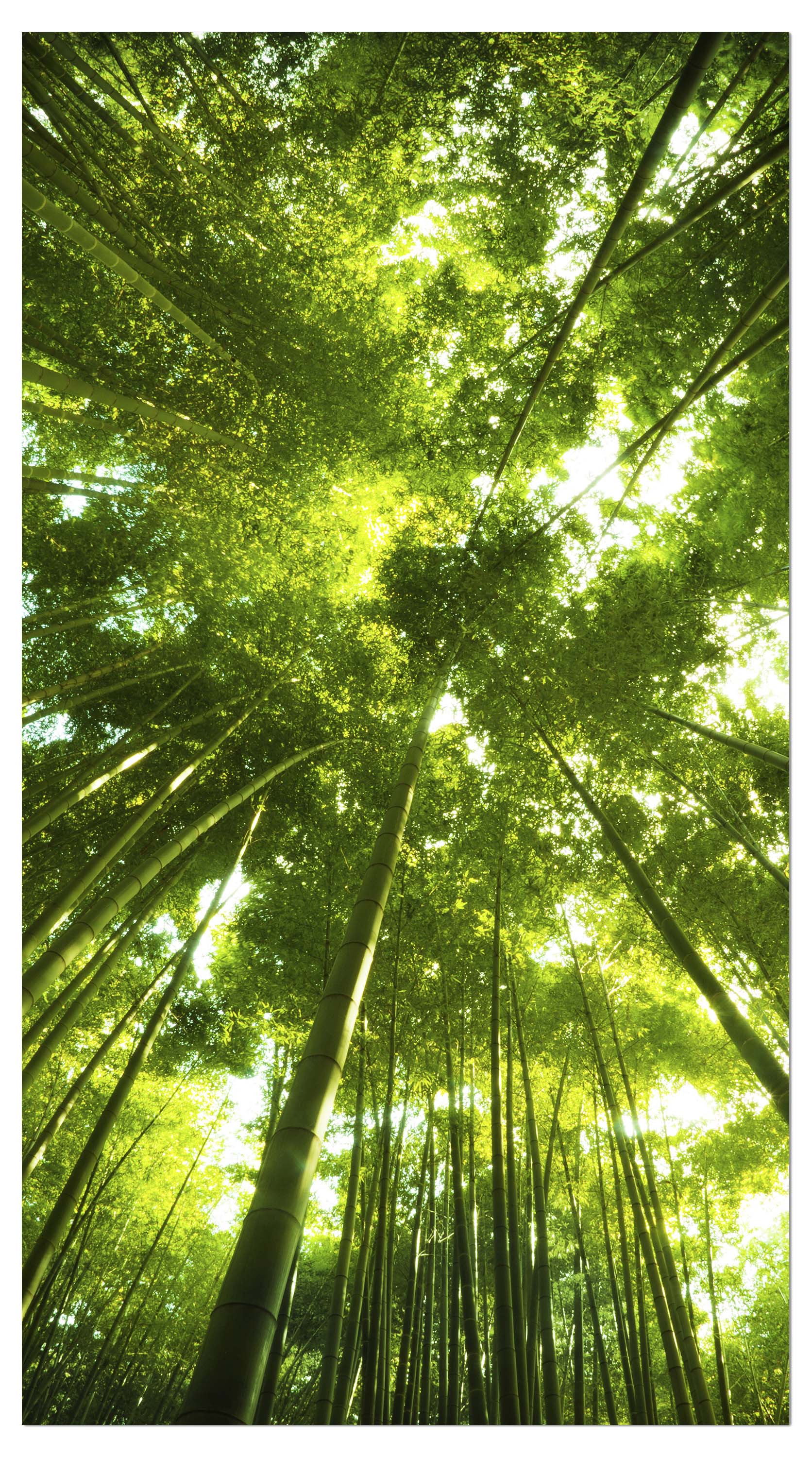 Garderobe Bambus Wald M0338 entdecken - Bild 4