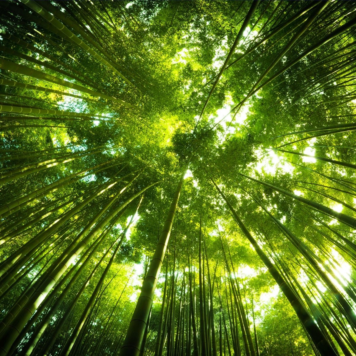 Beistelltisch Bambus Wald M0338 entdecken - Bild 2