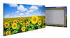 Canvas print Sunflower field M0348