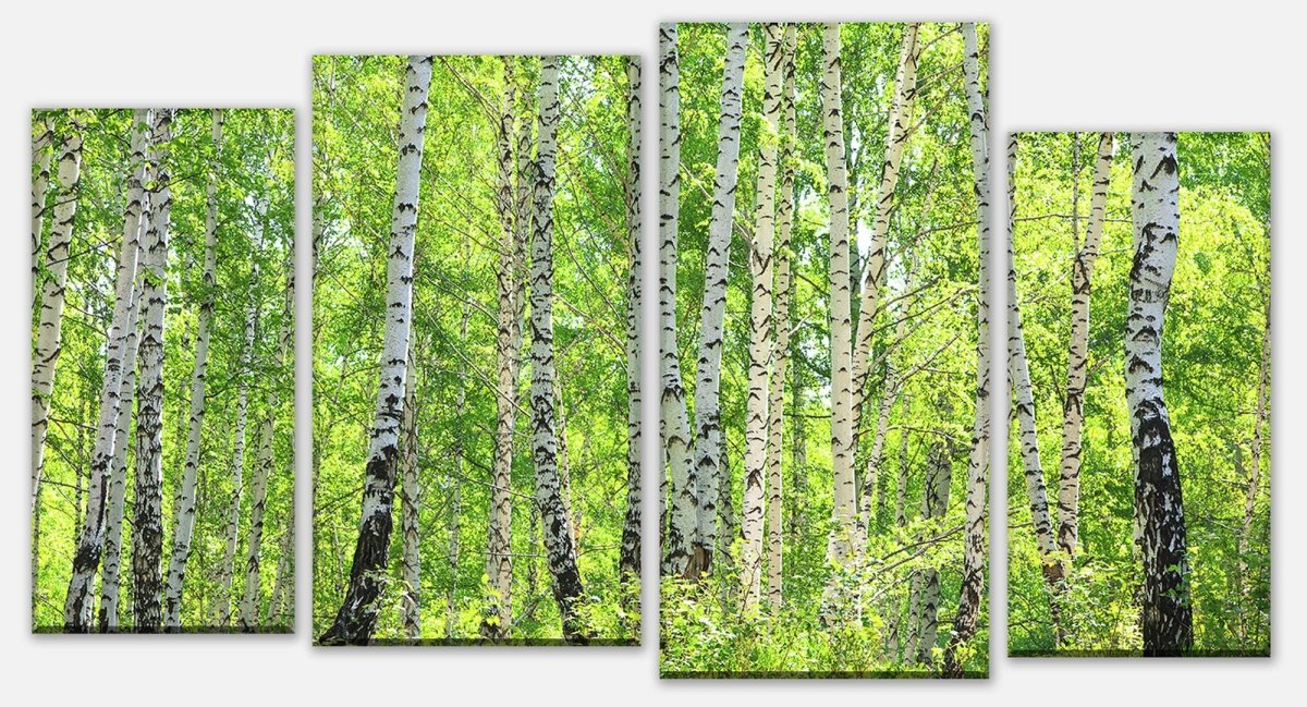 Canvas print Divider Birch Forest M0363