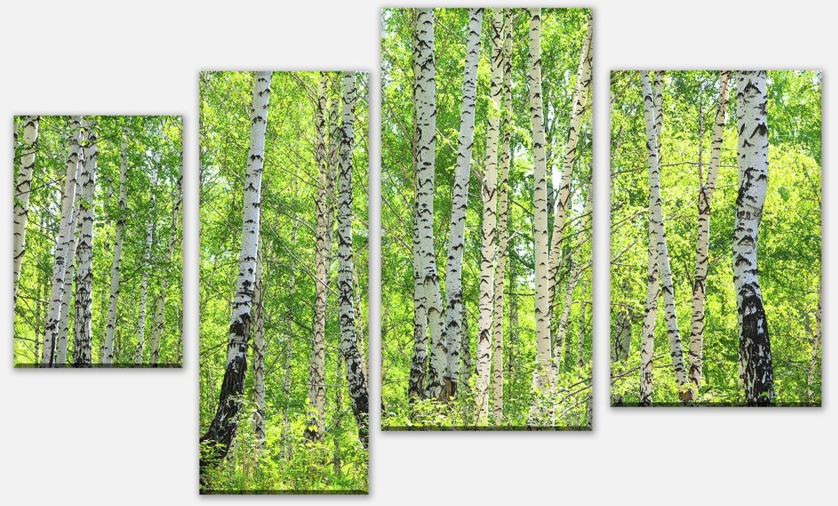 Canvas print Divider Birch Forest M0363