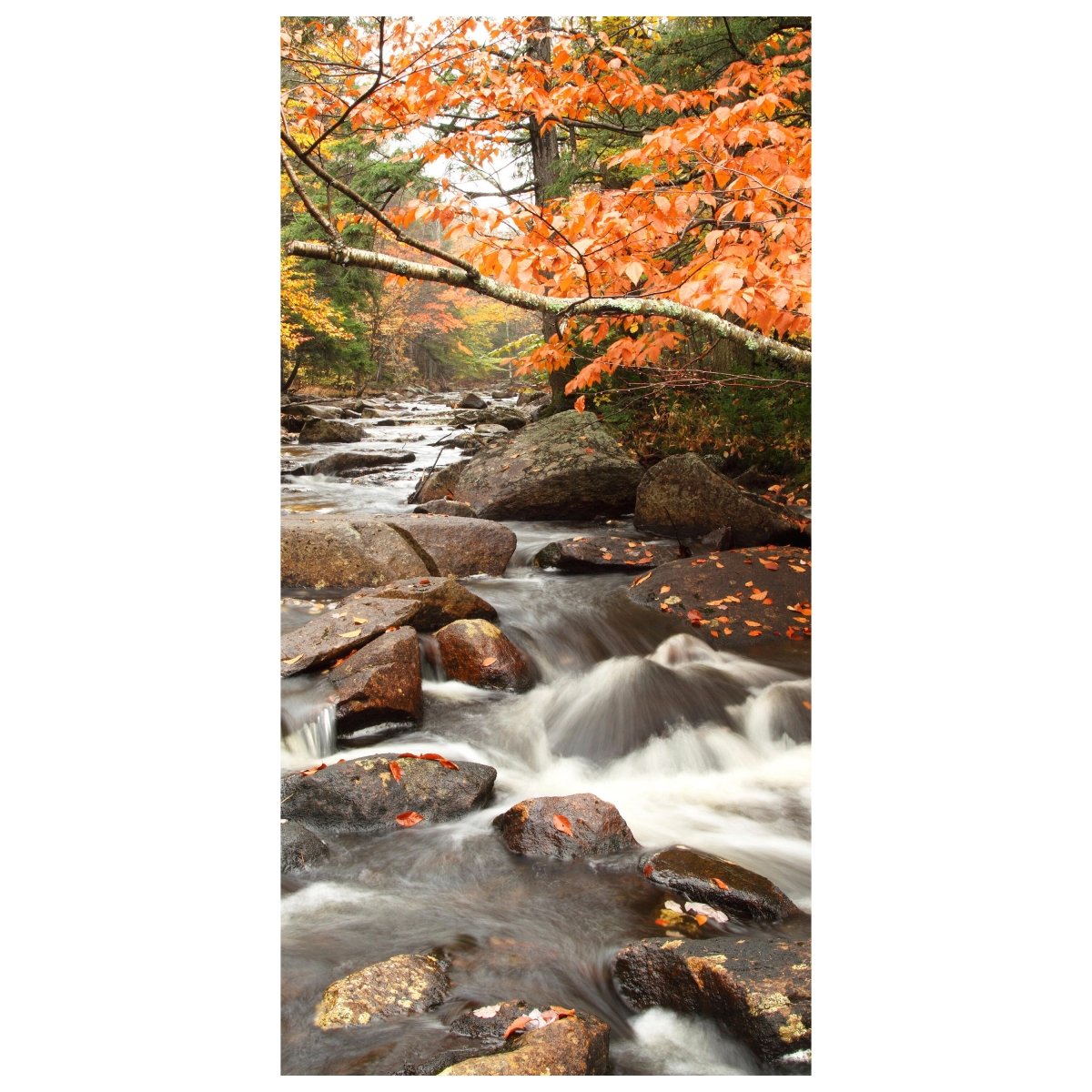 Türtapete Fluss im Herbst M0381 - Bild 2