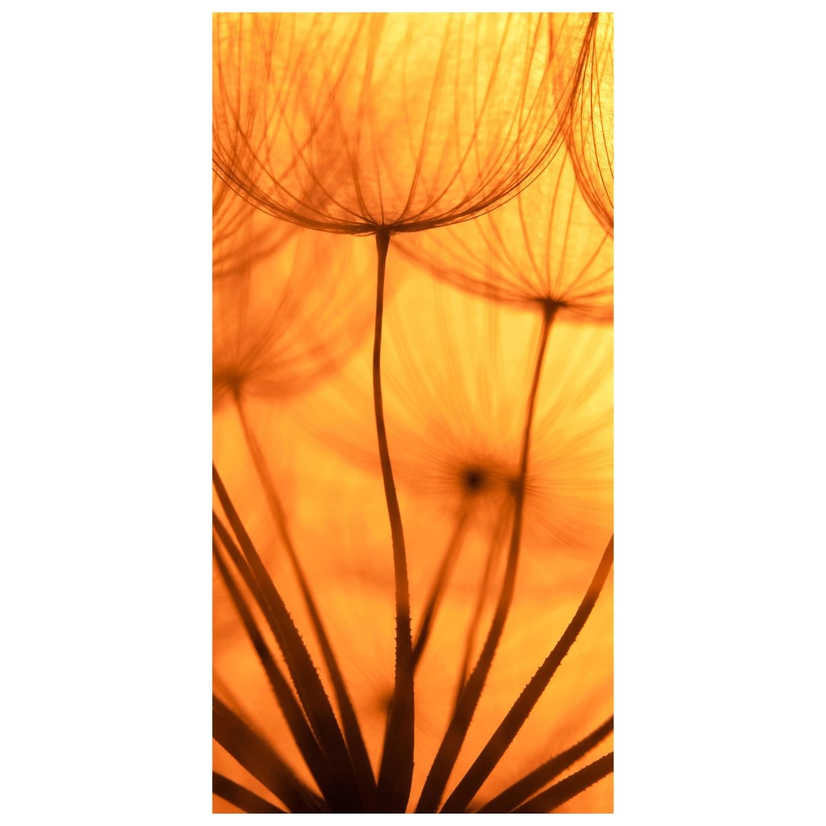 Türtapete Pusteblume Orange M0390 - Bild 2