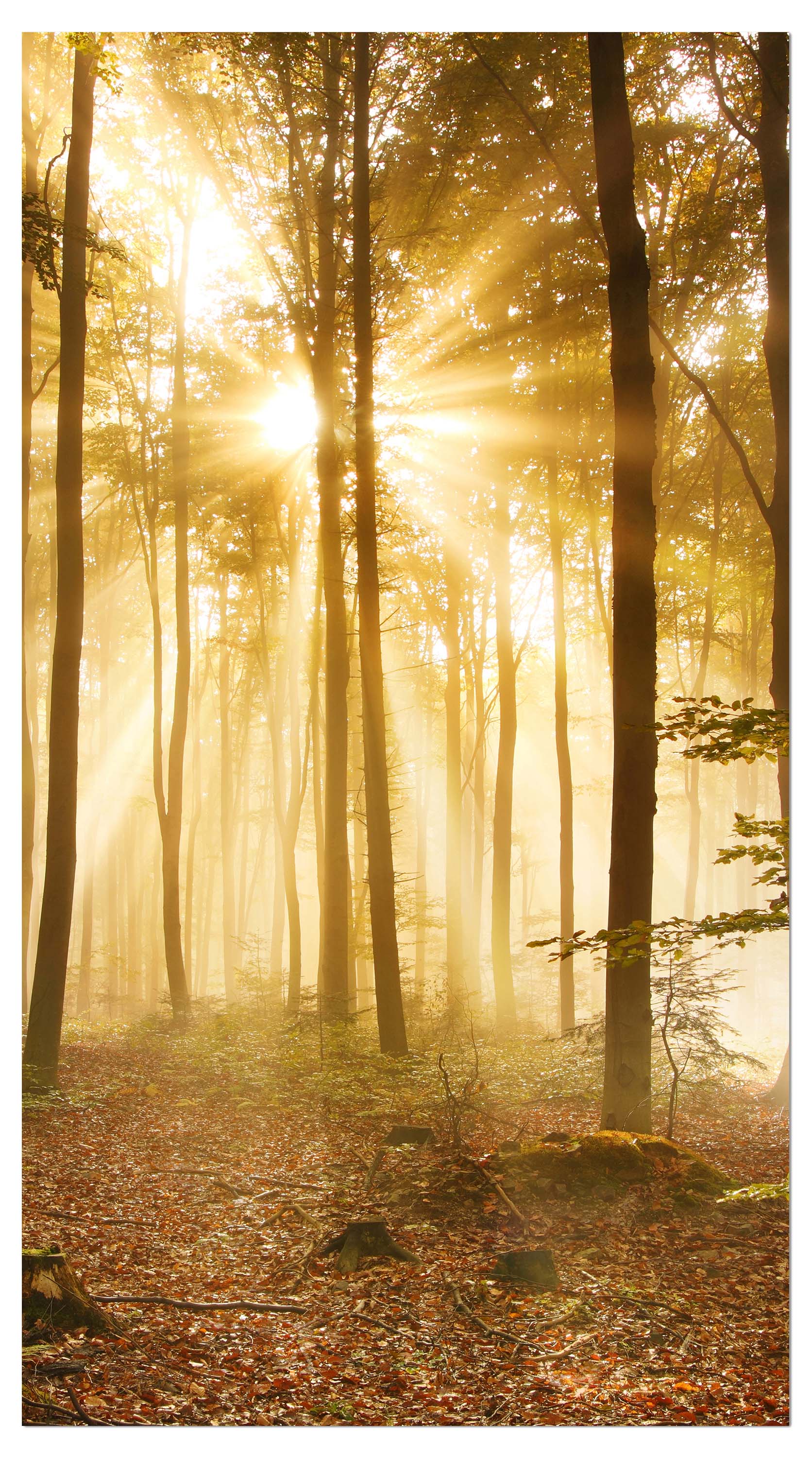 Garderobe Wald am Morgen M0391 entdecken - Bild 4