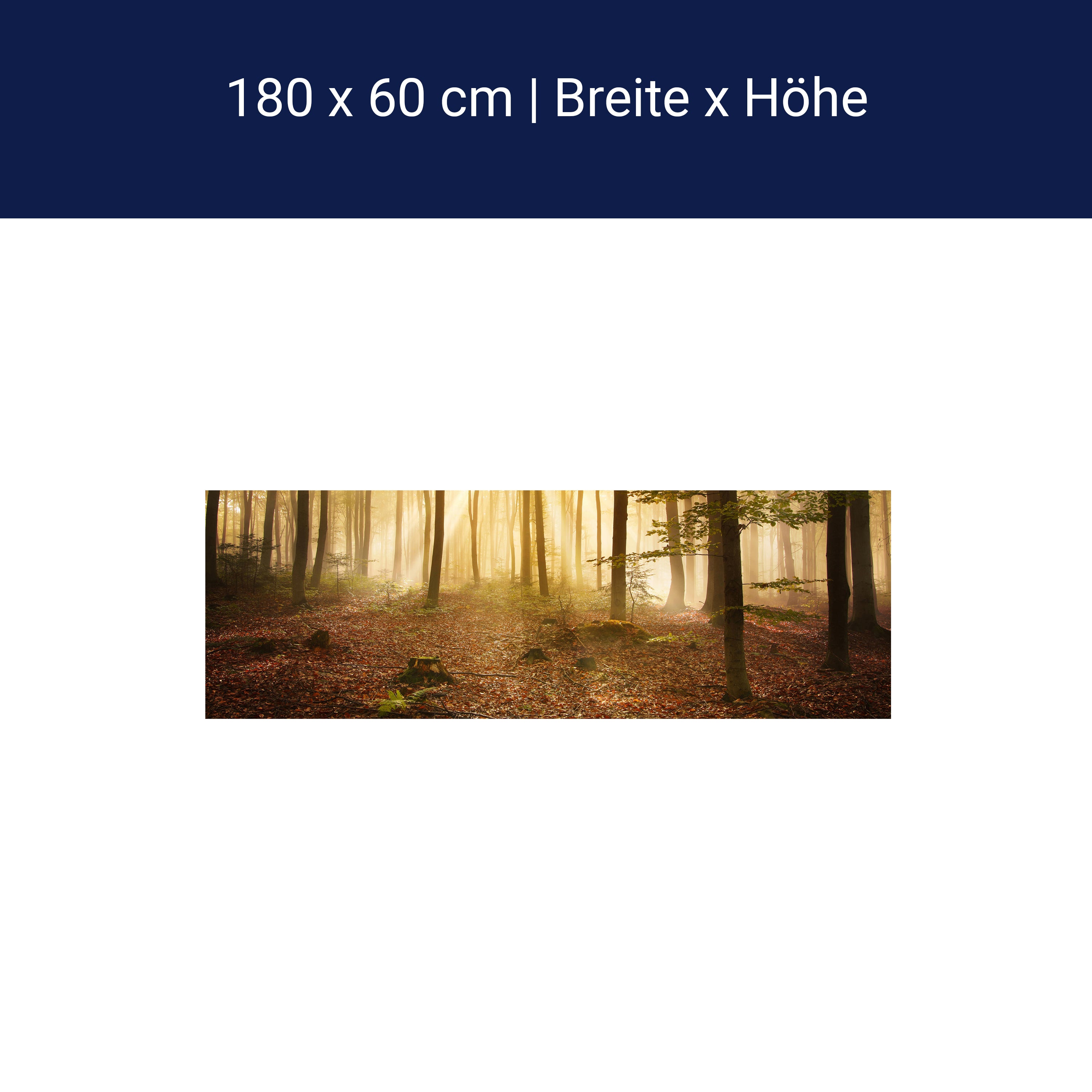 Küchenrückwand Wald am Morgen M0391