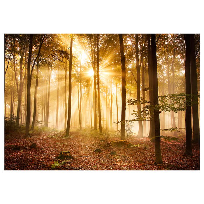 Fototapete Wald am Morgen M0391 - Bild 2