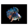 Canvas Print Maritime Landscape Fighting Fish Blue Black Background M0393