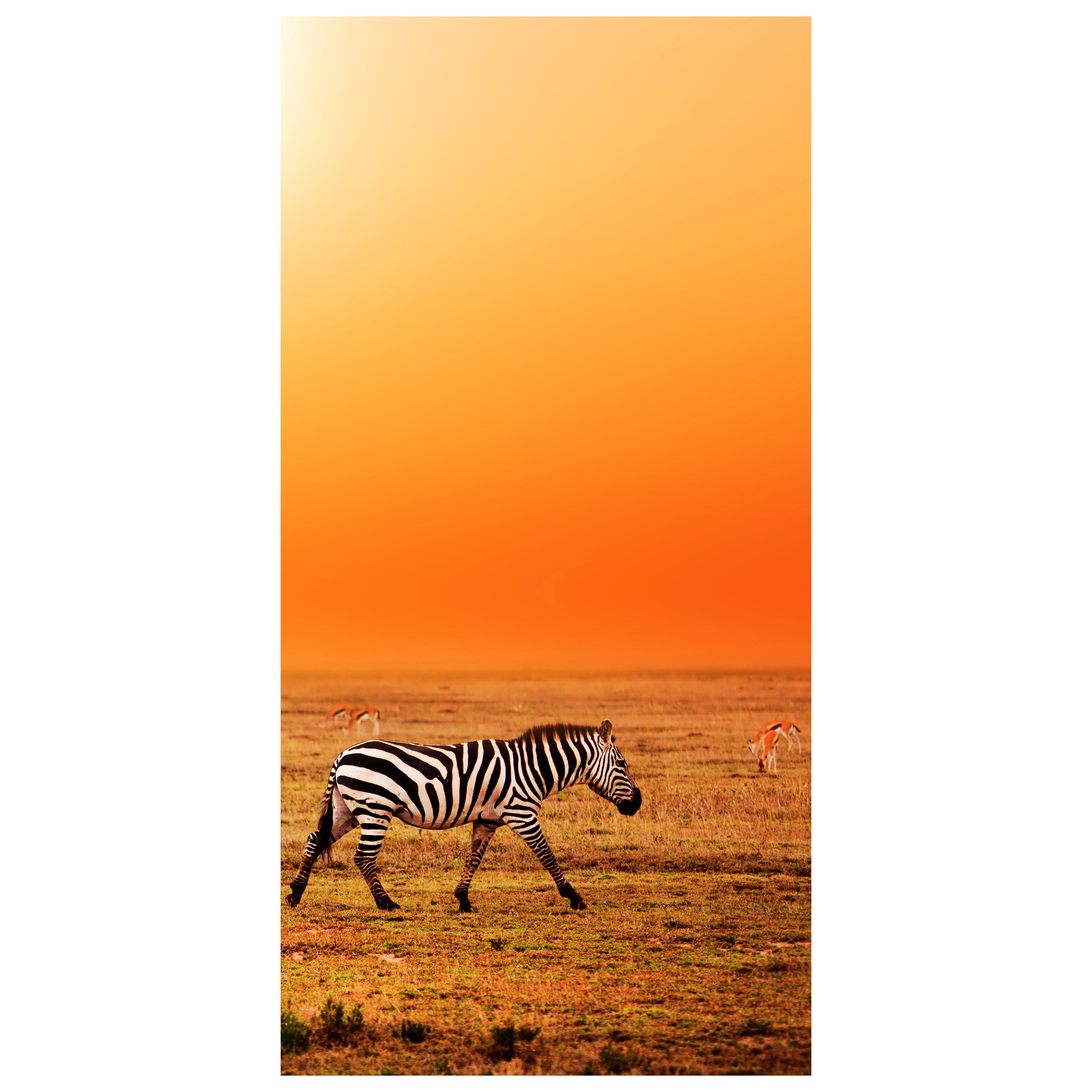 Türtapete Zebras in der Savanne M0403 - Bild 2