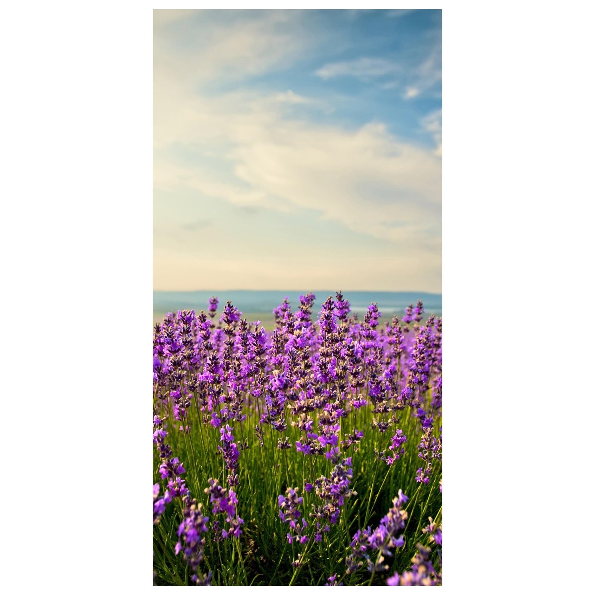 Türtapete Lavendel M0411 - Bild 2