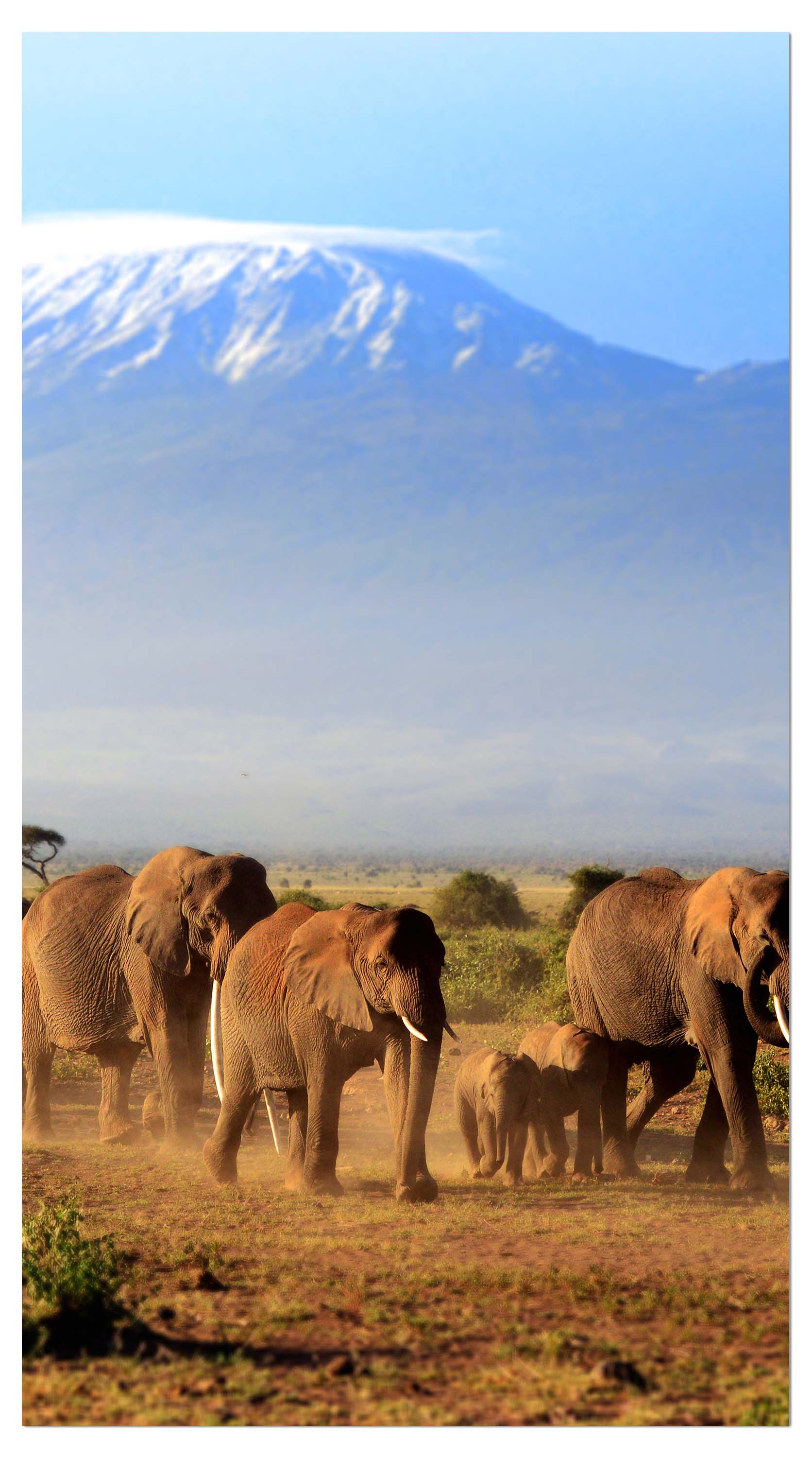 Garderobe Elefantenherde am Kilimandscharo M0522 entdecken - Bild 4