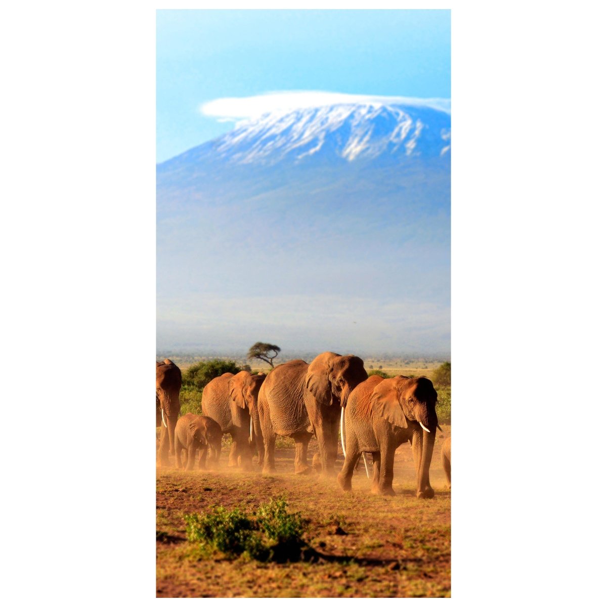 Türtapete Elefantenherde am Kilimandscharo M0522 - Bild 2