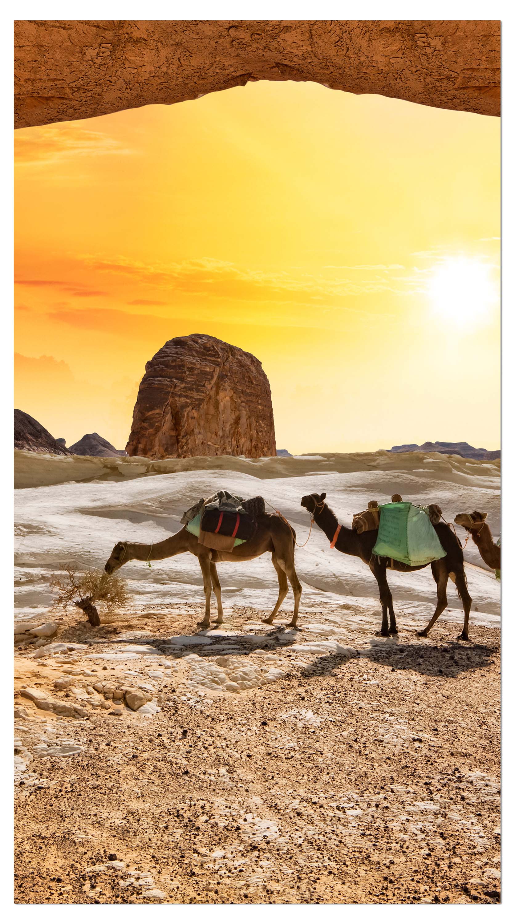 Garderobe Kamele in der Wüste M0562 entdecken - Bild 4