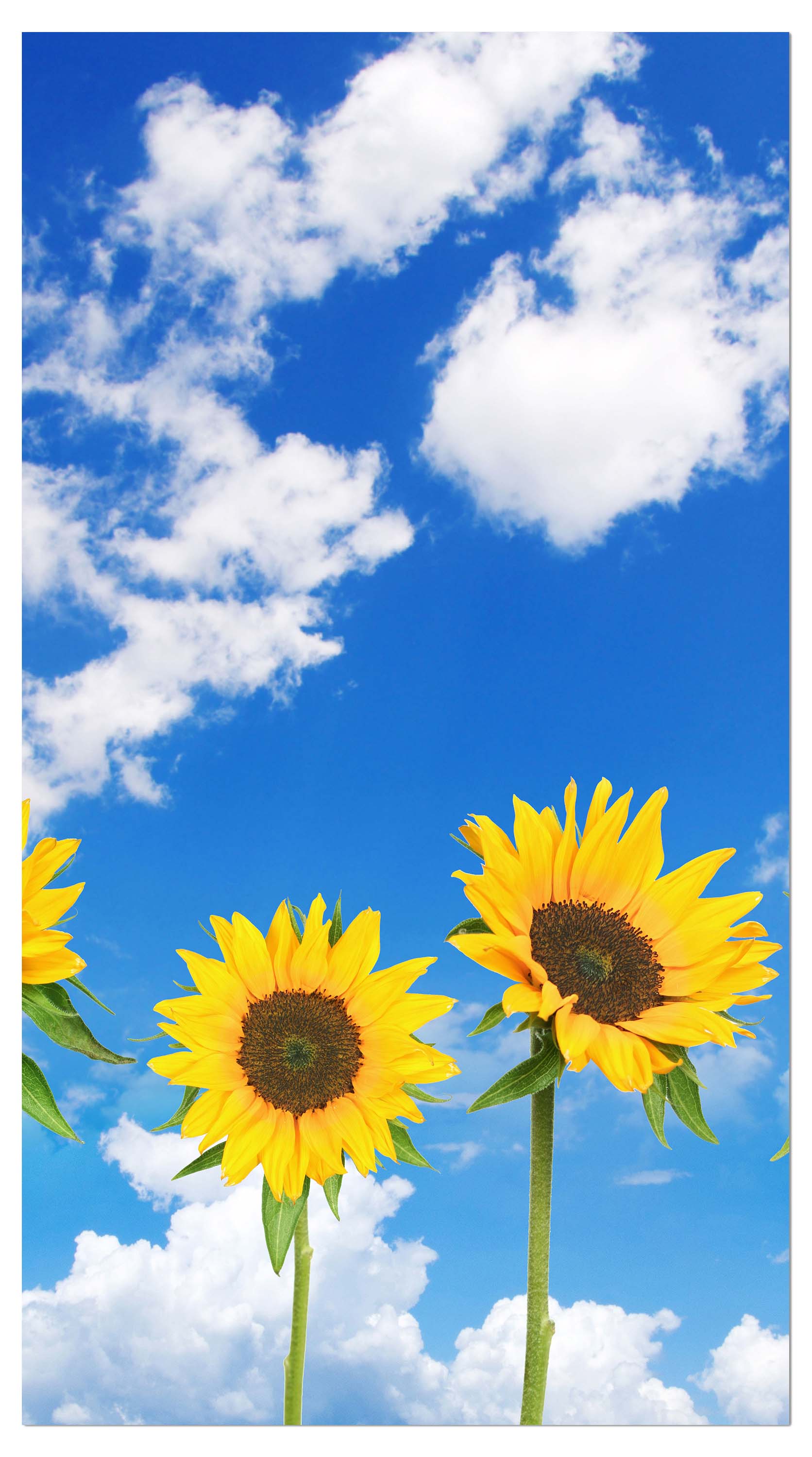 Garderobe Sonnenblumen M0705 entdecken - Bild 4
