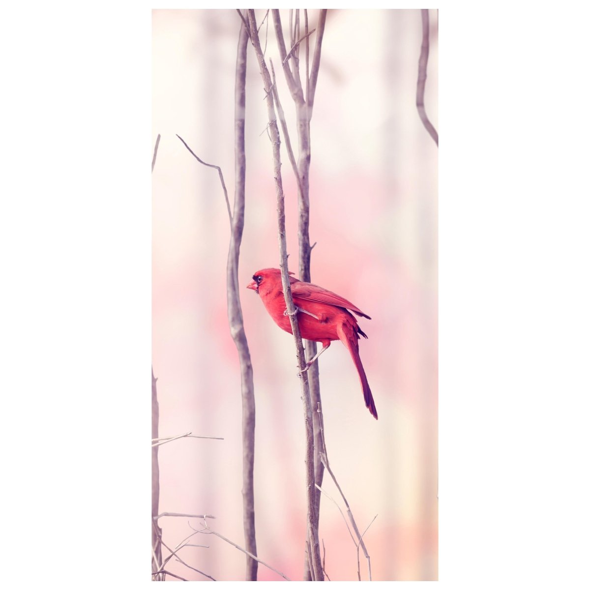 Türtapete Kardinalvögel M0718 - Bild 2