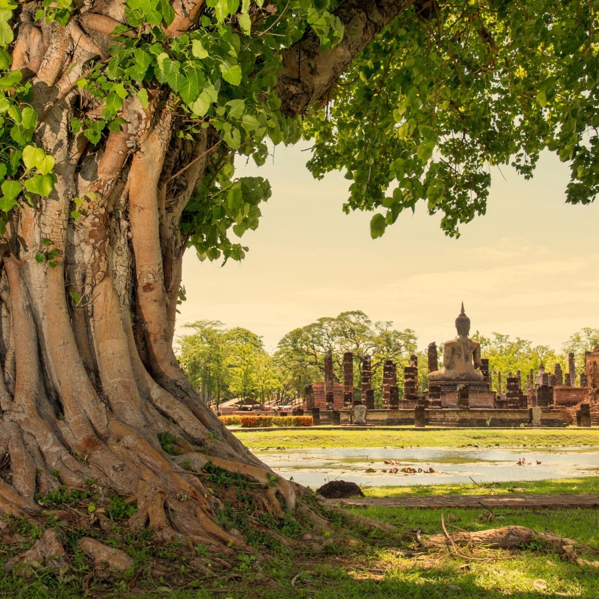 Beistelltisch Banyan-Baum im Sukhothai Historical Park, Thailand M0811 entdecken - Bild 2