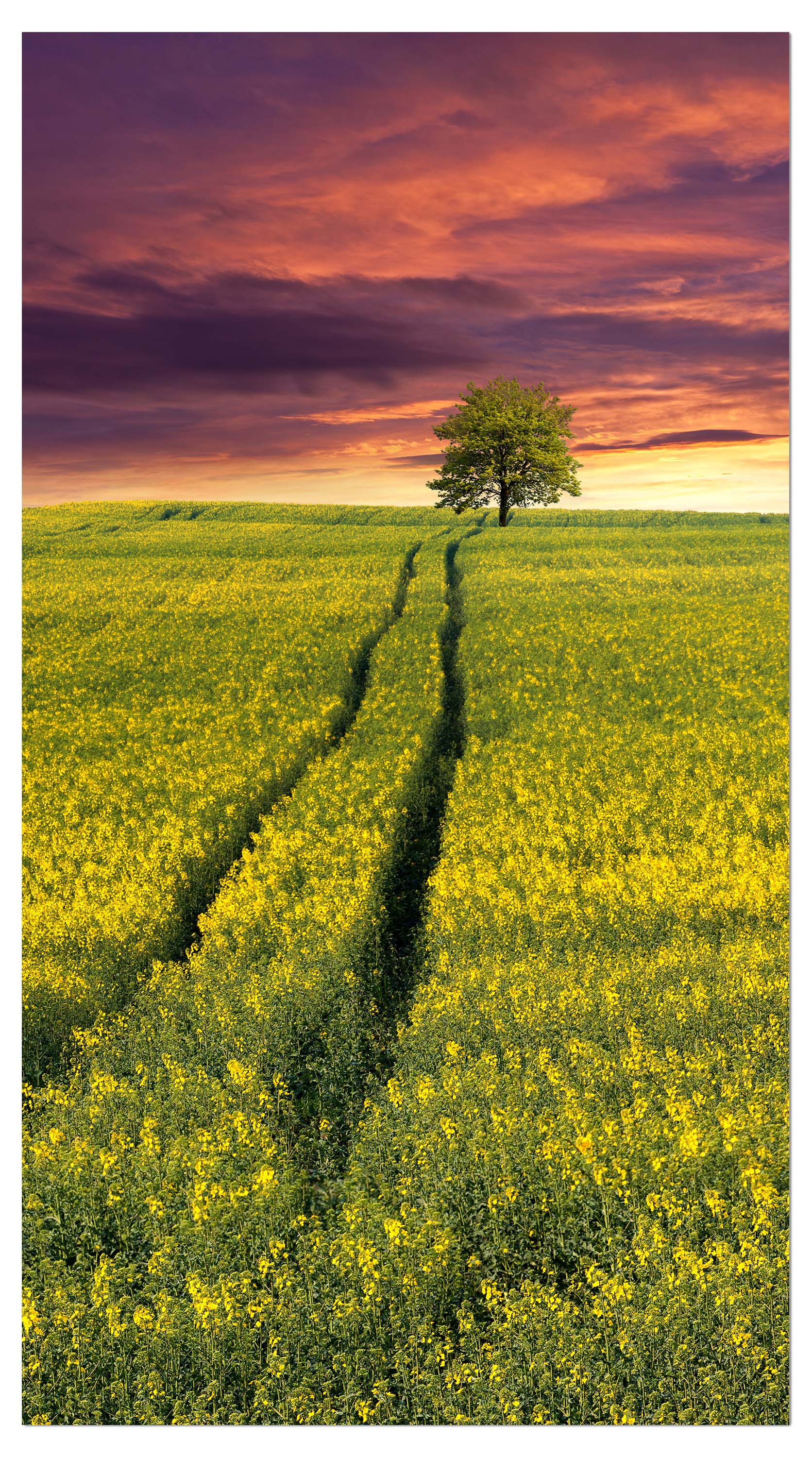 Garderobe Landschaft mit einem Feld von gelben Blumen M0874 entdecken - Bild 4