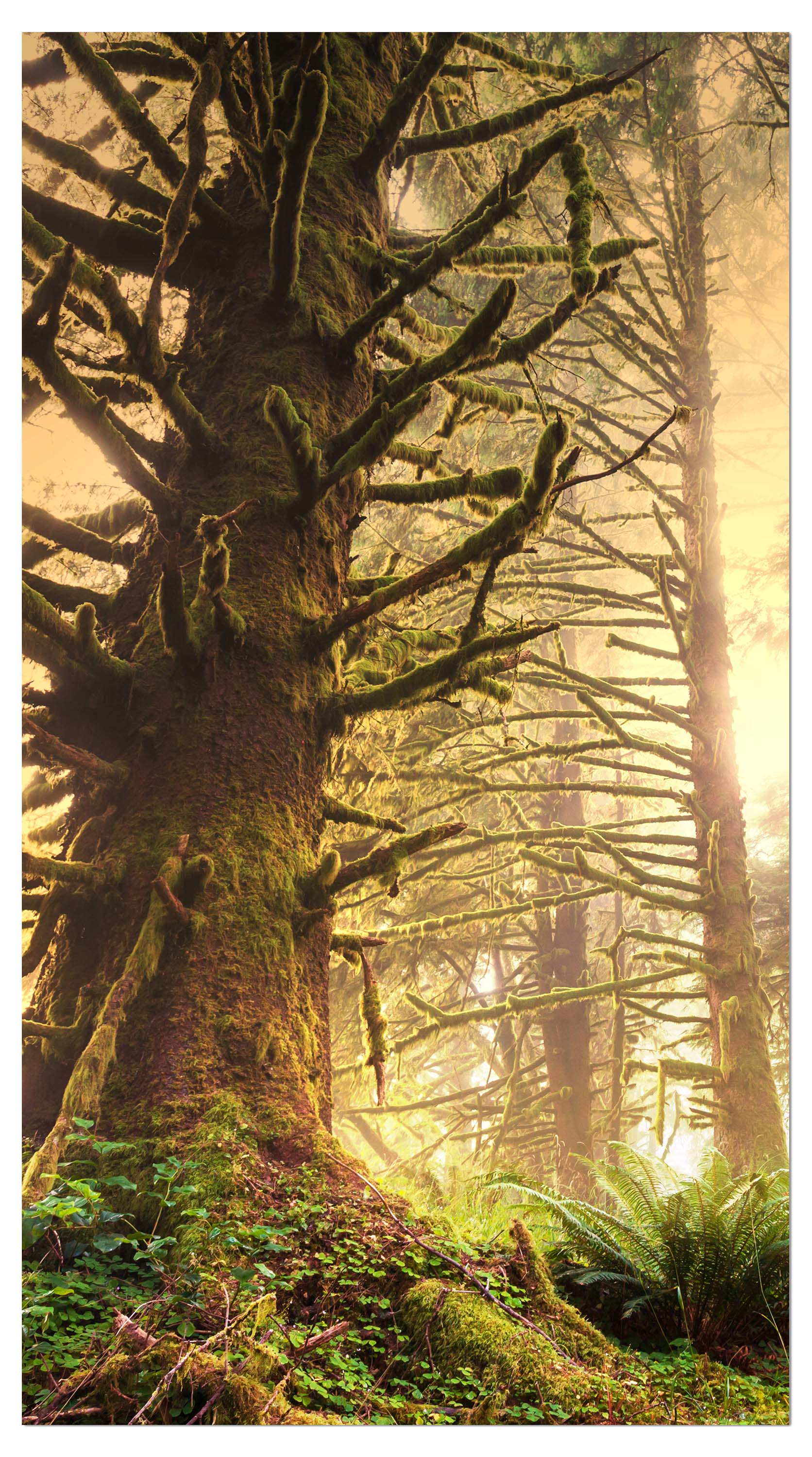 Garderobe Regenwald im Olympischen Nationalpark M0887 entdecken - Bild 4